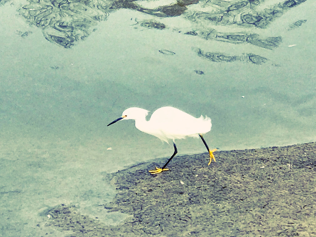 Kit Carson Park Eagle Scout Lake Anna Day Flickr