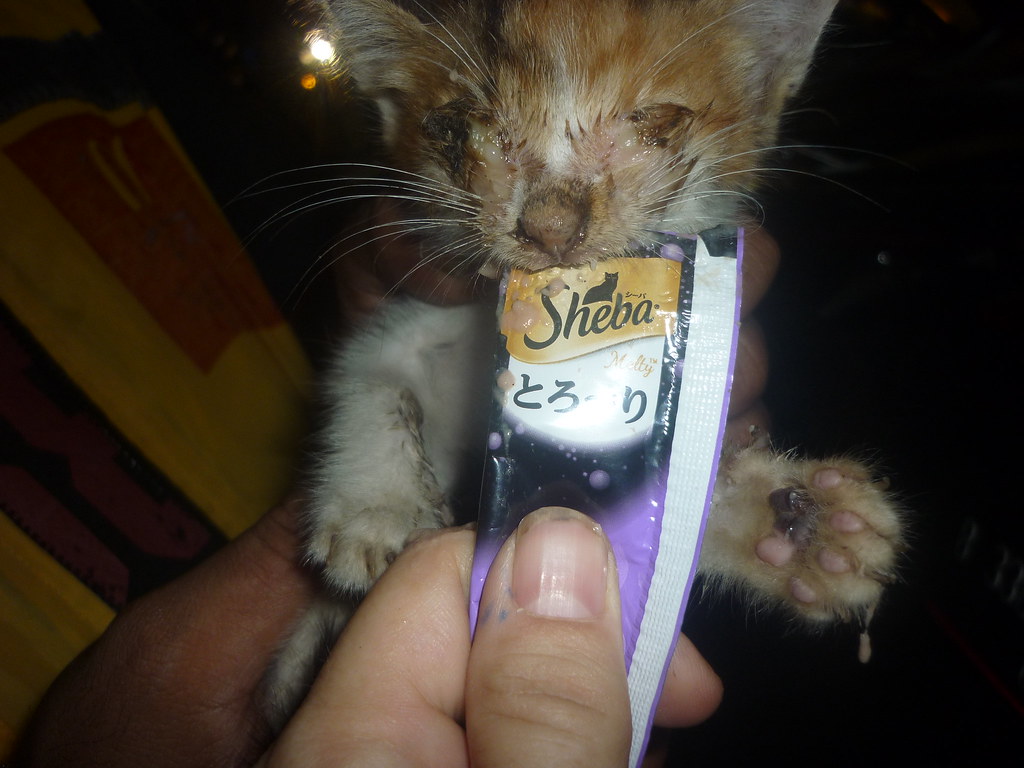 On her last legs ( Eyes crusted shut with infection, star… Flickr