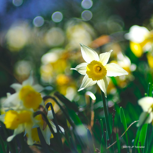 jonquille sauvage HauteGaronne, France JeanPaul Tonnelier Flickr