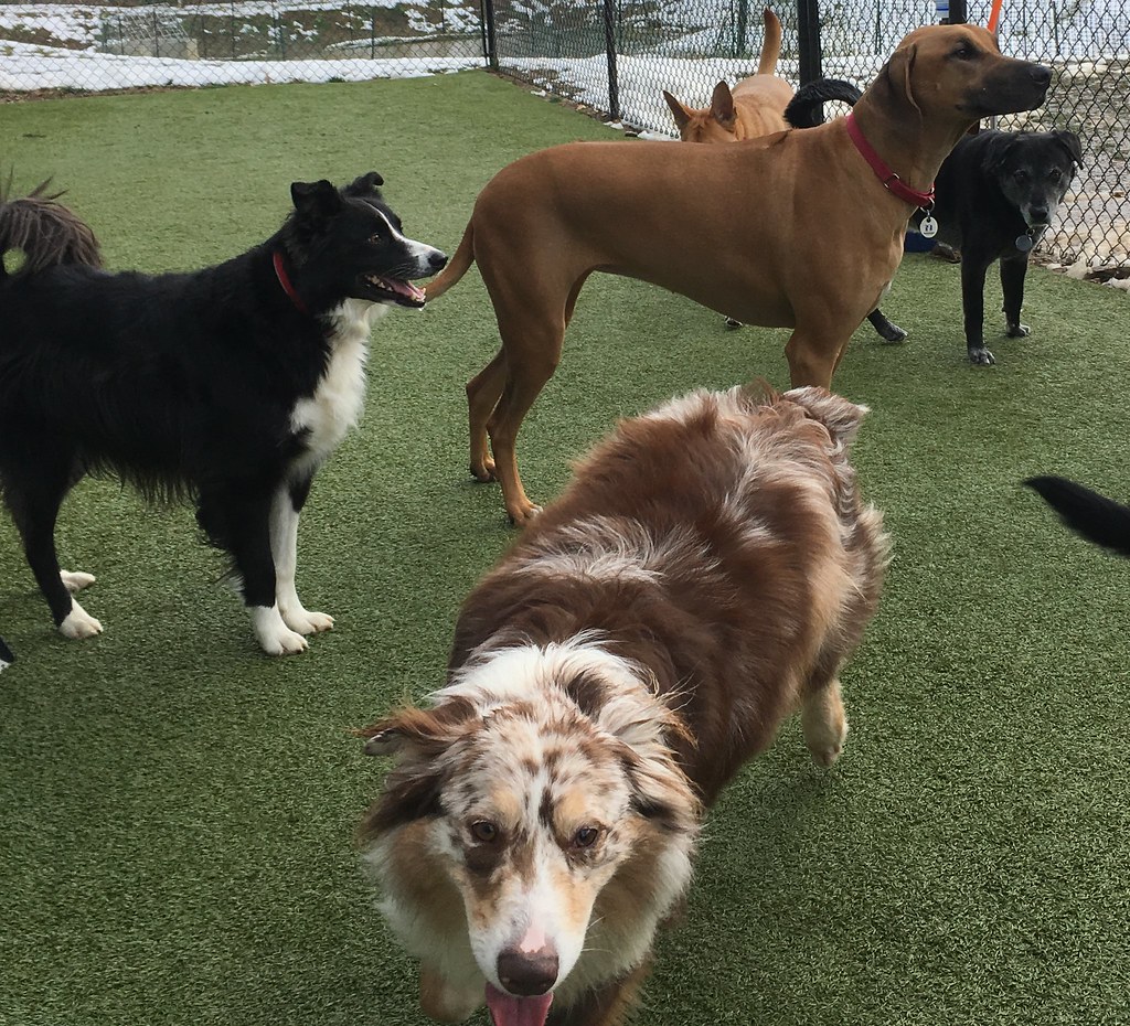 IMG_7793 Greenlin Lambs Gap Flickr