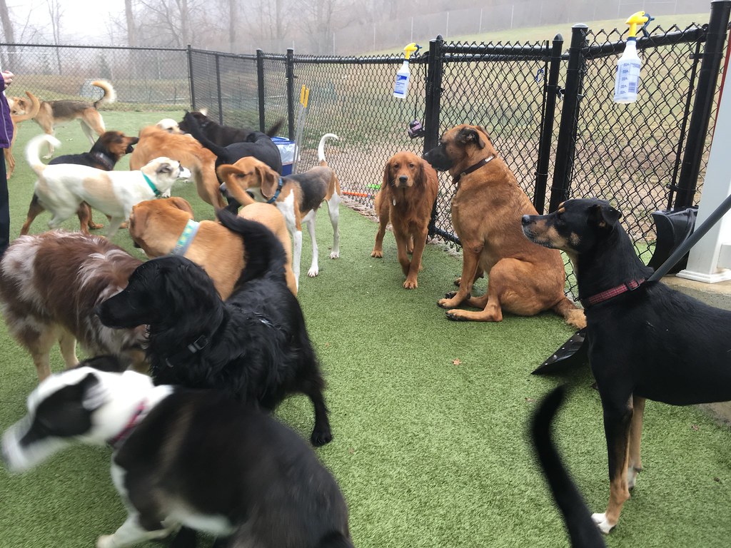 IMG_6008 Greenlin Lambs Gap Flickr