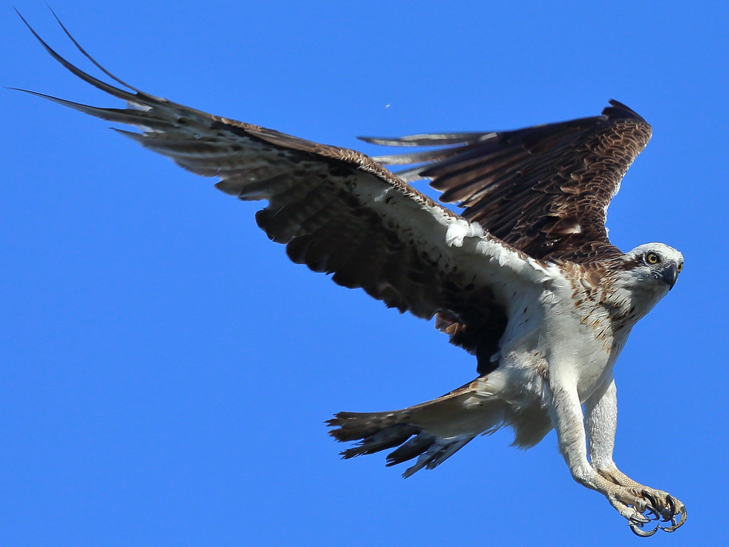 Osprey Erskine, Western Australia noisydogco Flickr