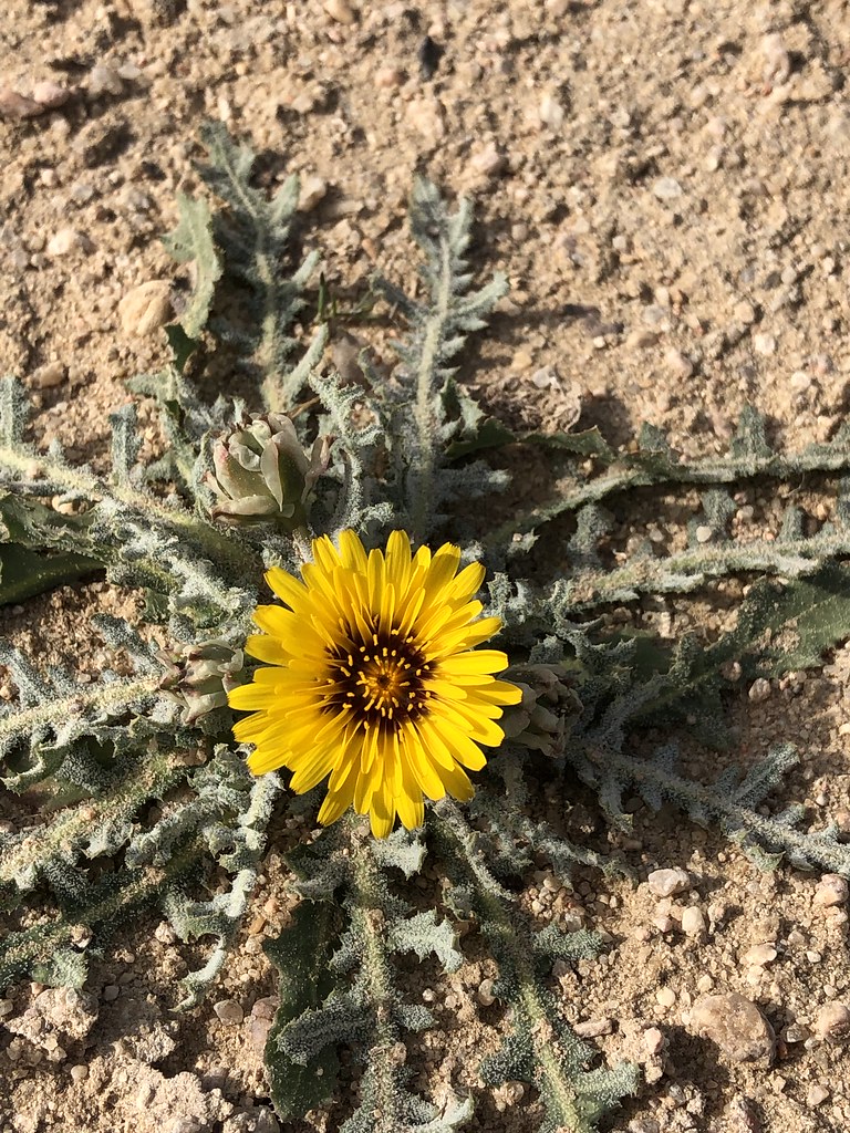 Wild plant Kuwait Ali Bukhamseen Flickr