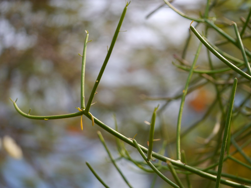 Kharsani thor (Gujarati ખરસાણી થોર) Euphorbiaceae (castor… Flickr