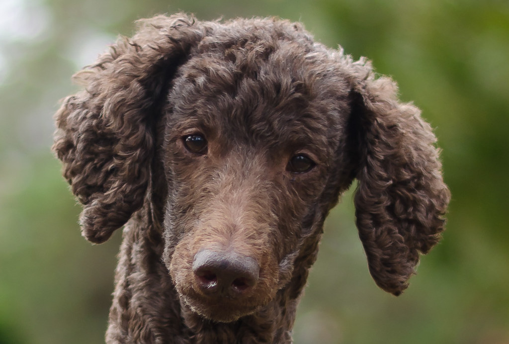 Why Do Poodles Have Weird Haircuts