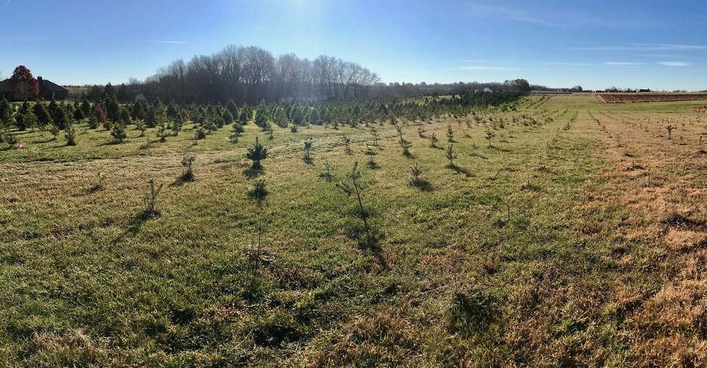 Christmas Trees Evening Star Pines The Christmas Tree Farm… Flickr