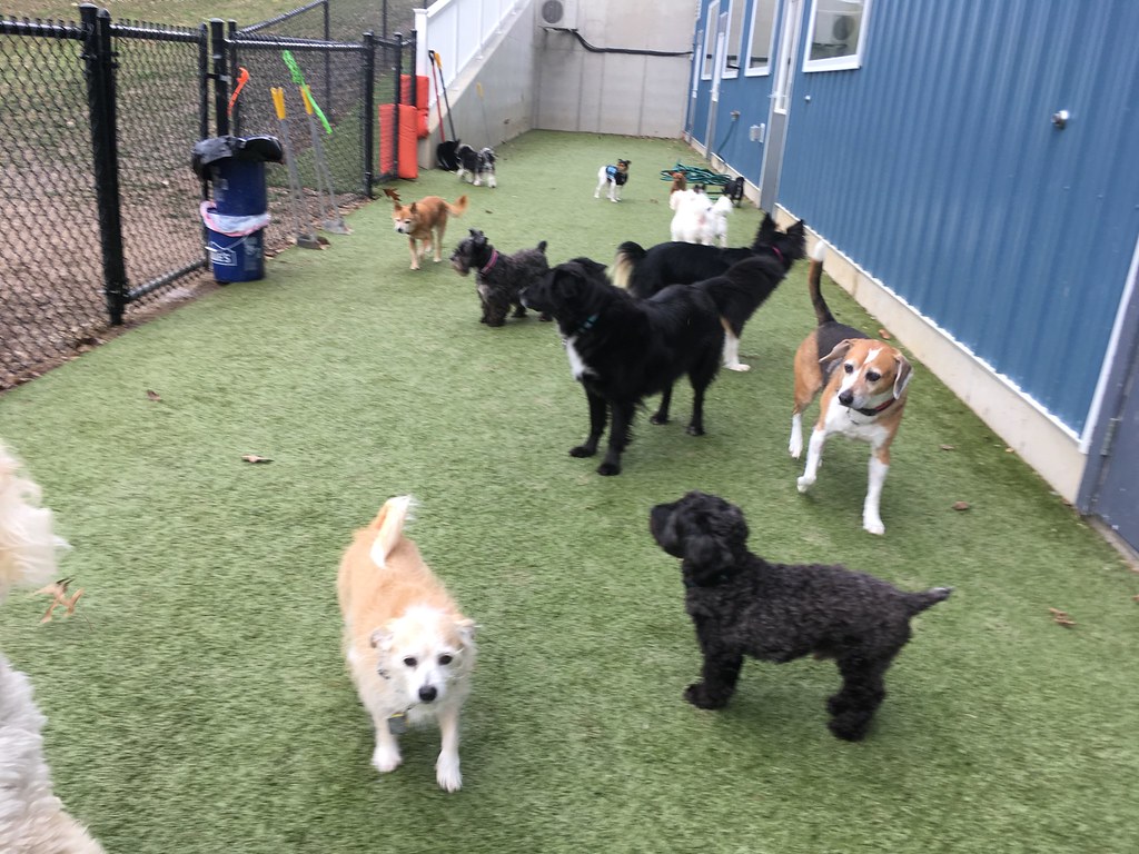 IMG_1383 Greenlin Lambs Gap Flickr