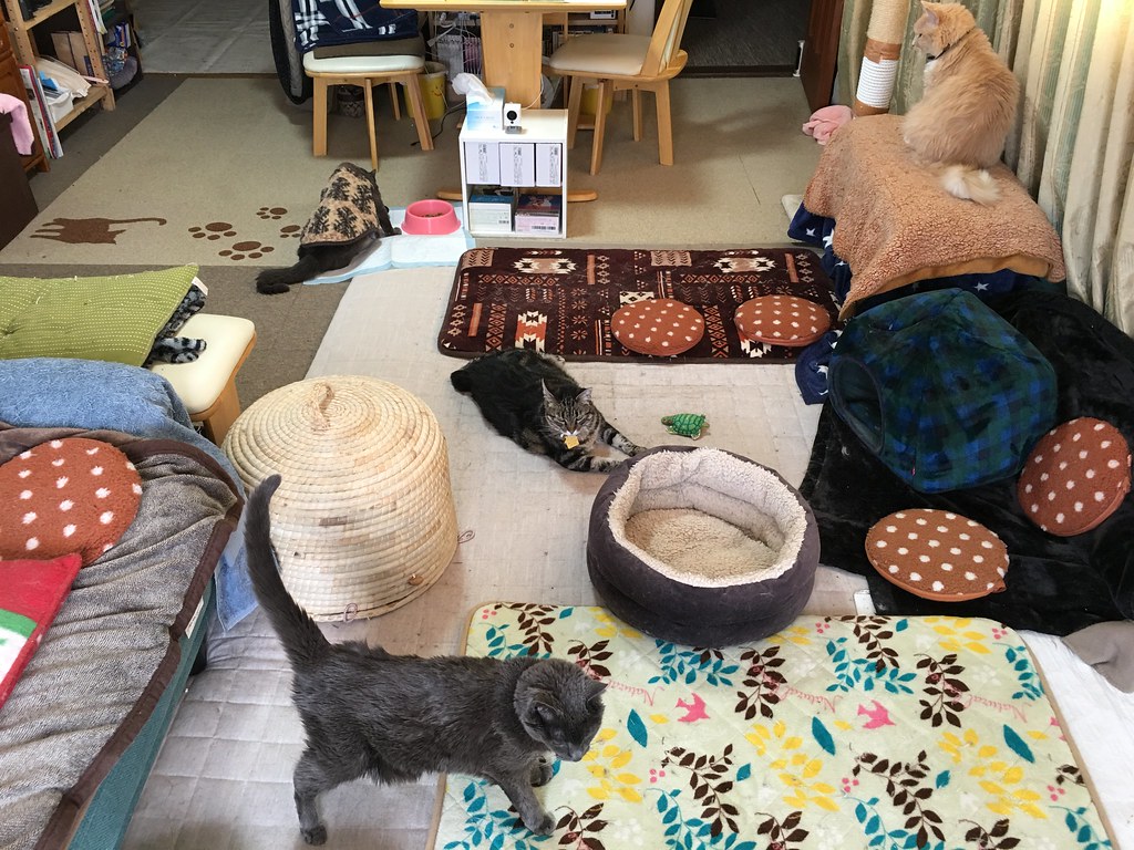 Yuba is Stubbornly Upstairs Four of our five cats in the l… Flickr