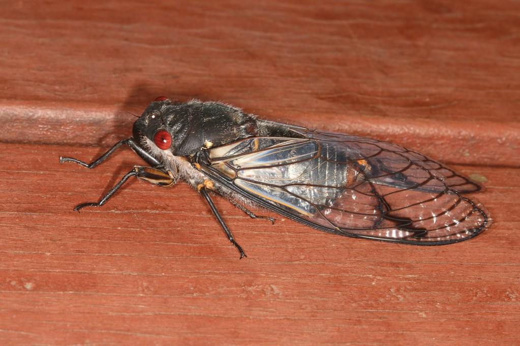 Redeye cicada Beautiful big dark cicada found at Marc New… Flickr