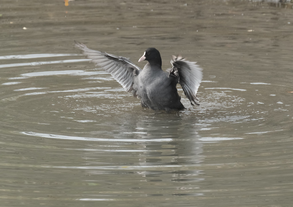 Bird peka meki Flickr
