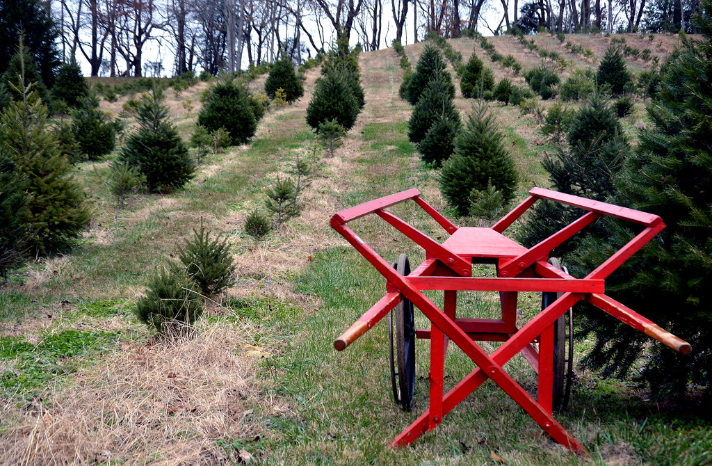 Tree Farm Anne Arundel County State Maryland Flickr