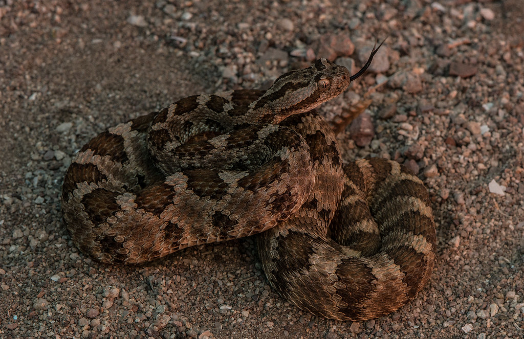 Lower California Rattlesnake Lower California Rattlesnake … Flickr