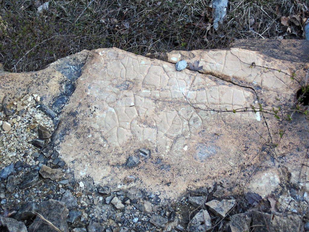 Mudcracks in dolomicrite (Mill Knob Member, Slade Formation, Upper Mississippian; Rt. 1274Rt