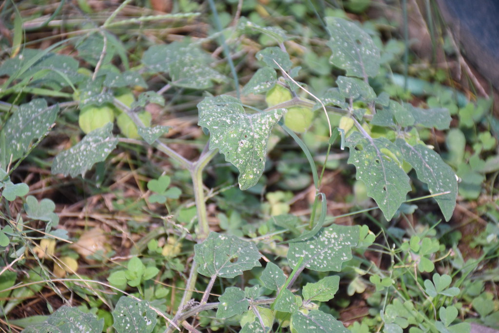 Those ground cherries/husk cherries/pineapple tomatillos n… Flickr