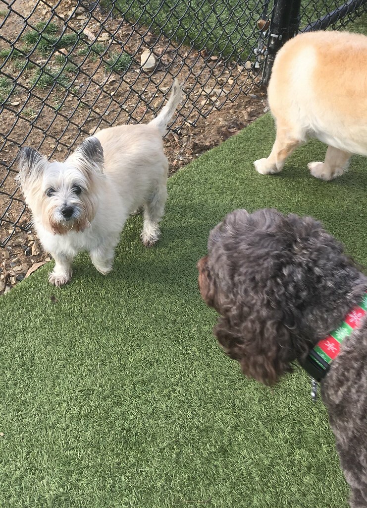 IMG_9908 Greenlin Lambs Gap Flickr