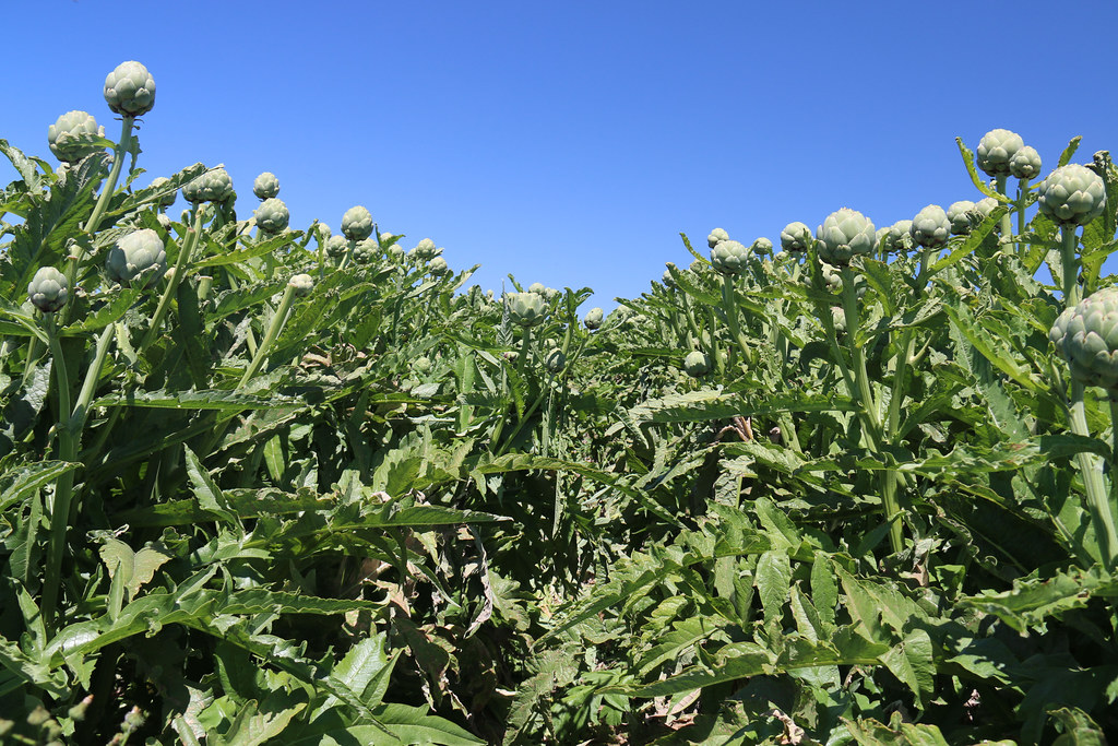 Organic artichokes on Watsonville Slough Farm. WATSONVILLE… Flickr
