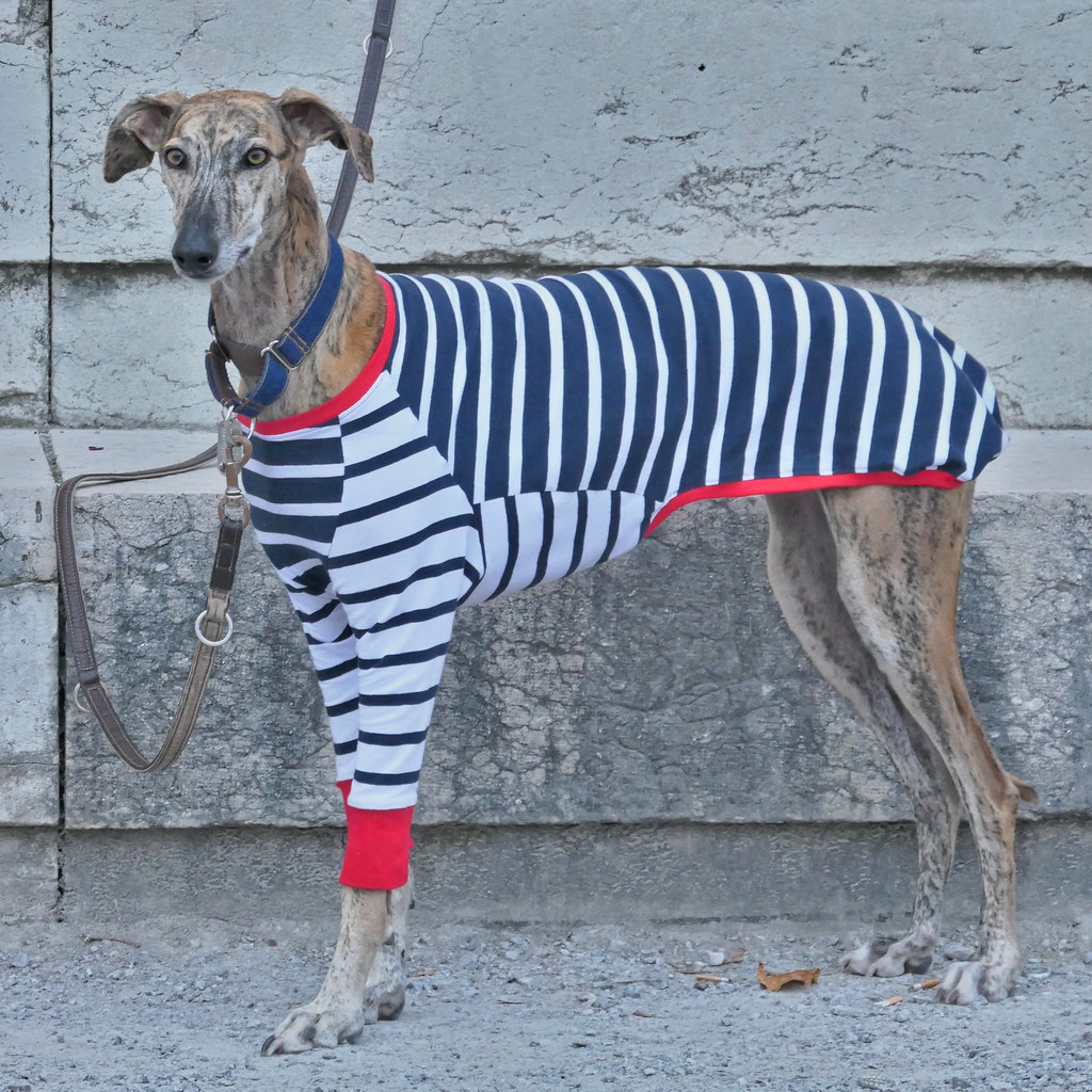 Dog 'n' Stripes true beauty cannot be distorted! ) ClaudeMunich