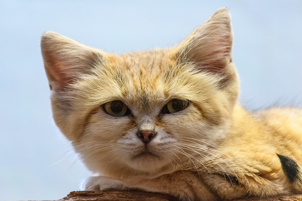 Sand Cat NZ cha_reckoning Flickr