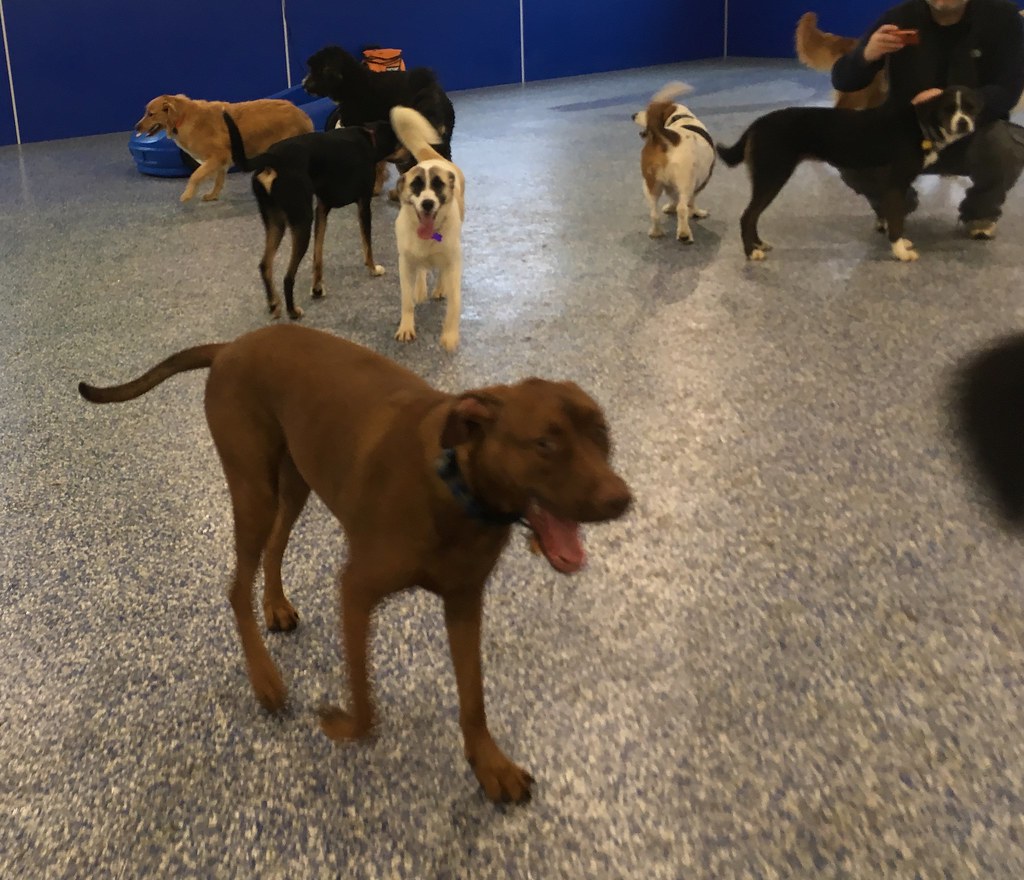 IMG_3106 Greenlin Lambs Gap Flickr