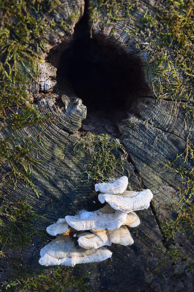 Blue Mound Blue Mound State Park, Wisconsin Peter Gorman Flickr