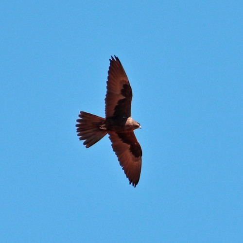 Black Falcon (Falco subniger) Lasseters Cave NT Keith Wilcox Flickr