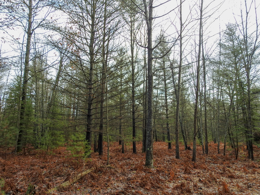 DSCN9939.jpg trees, sanctuary, wilber township, iosco coun… Flickr