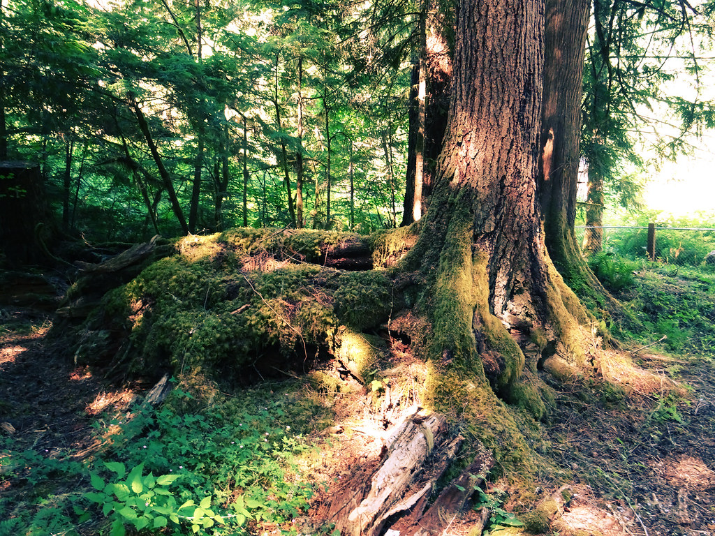 004 Nooksack Falls is a waterfall along the North Fork of … Flickr