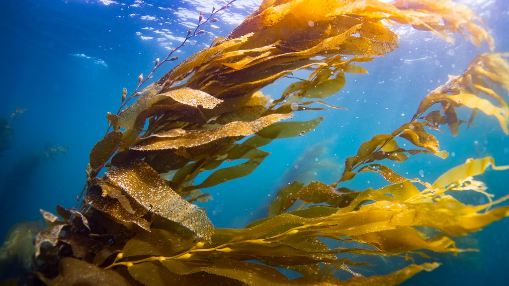 Fish Sounds Kelp In the kelp forests just off of the roc… Flickr