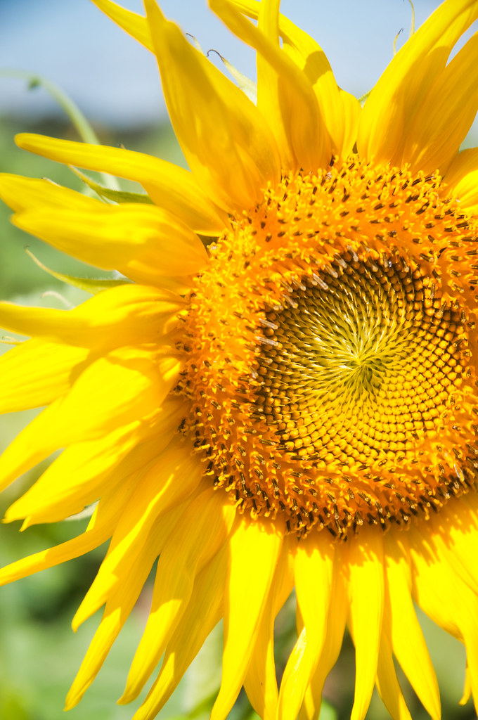Milton, Florida A sunflower blooming in a field during the… Flickr