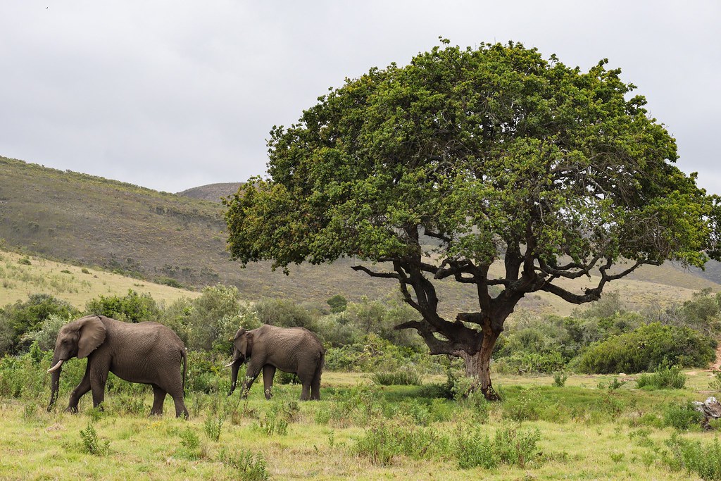 elephant tree Botlierskop Private Game Reserve, South Afri… brando