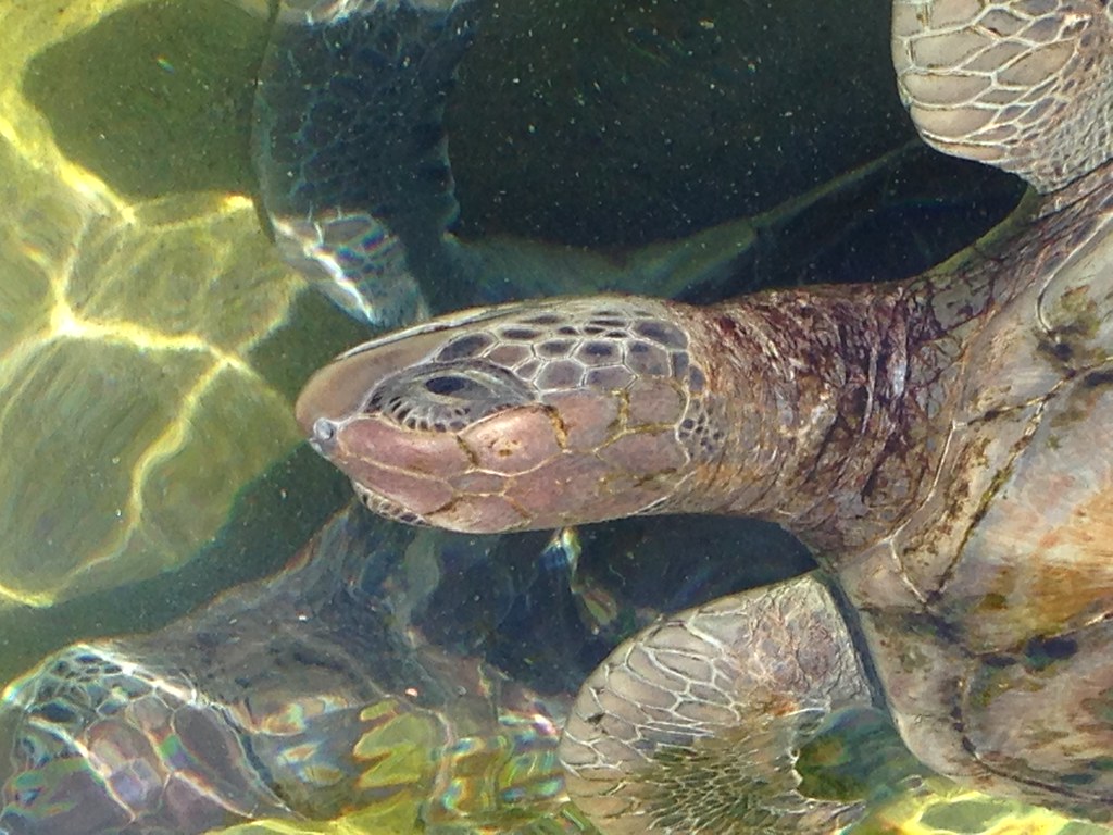 2014-10-06 - Grand Cayman - Turtle Farm | 2014-10-06 ...