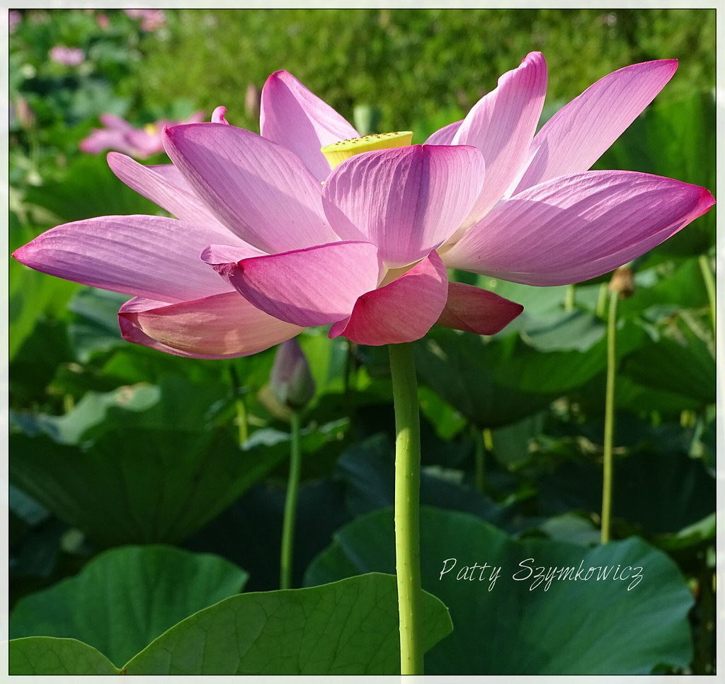 Full Lotus Kenilworth Aquatic Gardens, Washington DC * Patty