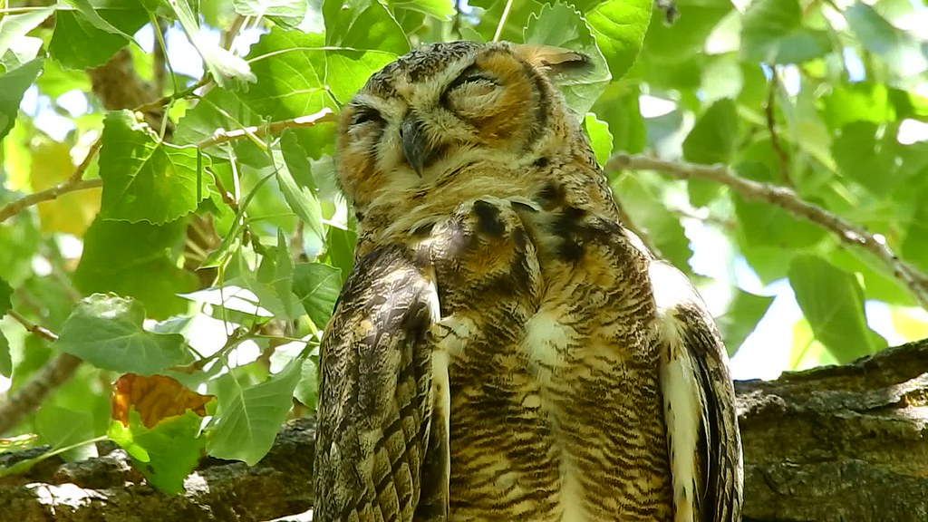Great Horned Owls Saratoga Springs, Utah July 2015 Nikon C… Flickr