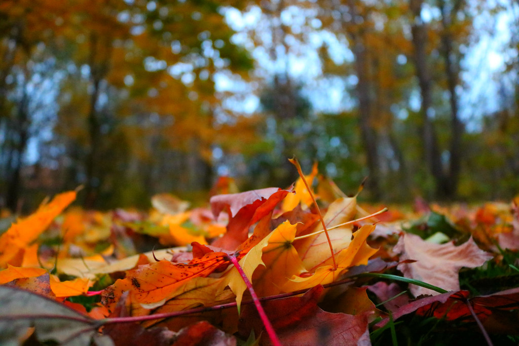 Bed of Leaves 1) This is a picture of fallen leaves that w… Flickr