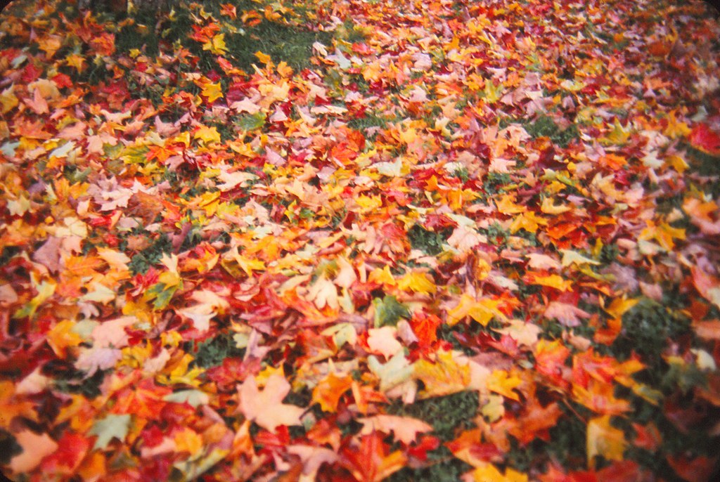 Newfane, Vermont Fall Leaves I visited Newfane, Vermont, i… Flickr