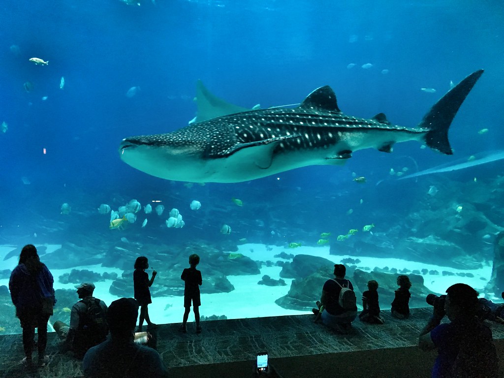 Whale shark at Atlanta's aquarium Marcelo Tabilo Flickr