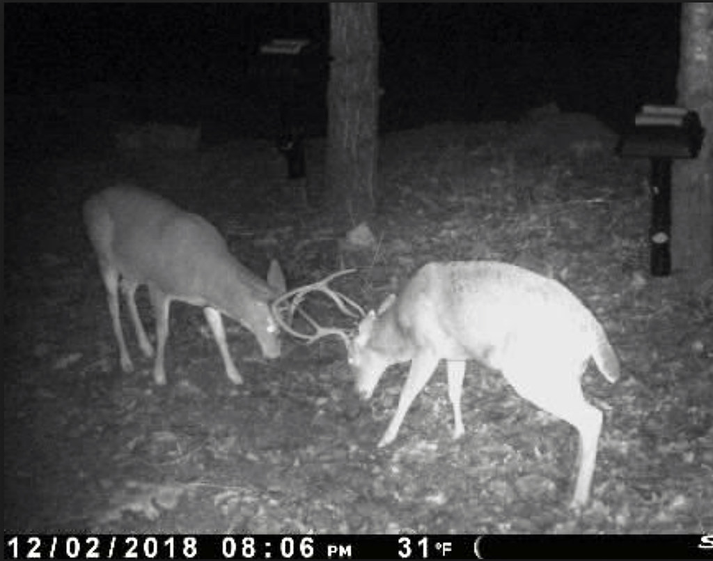 Two bucks locking horns on our cam The trail cam in our ca… Flickr