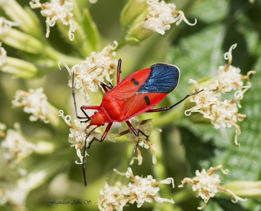 Cotton Stainer Bug (Dysdercus jamaicensis jindrai Stehlík Flickr