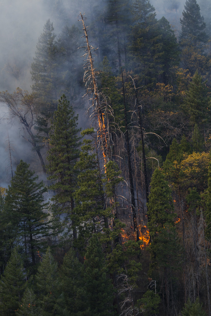 181115ZFD6501017.JPG Trees and brush burn in the Feathe… Flickr