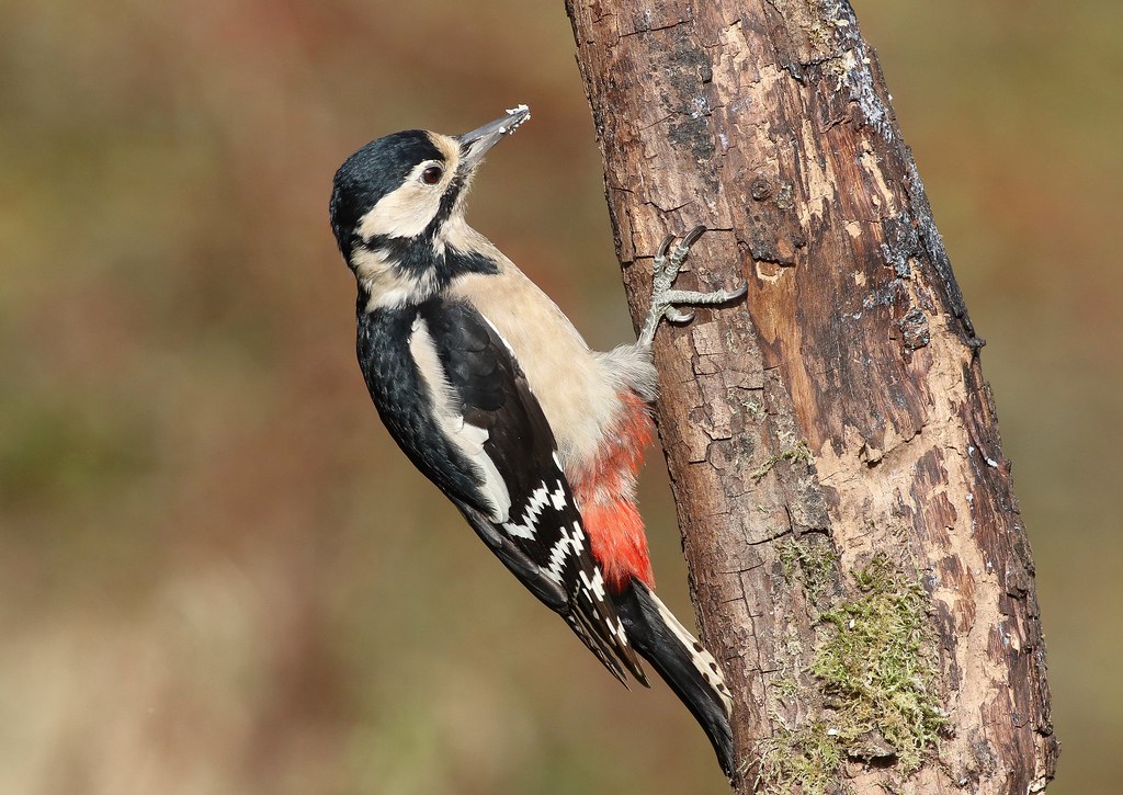 Woodpeckers Flickr