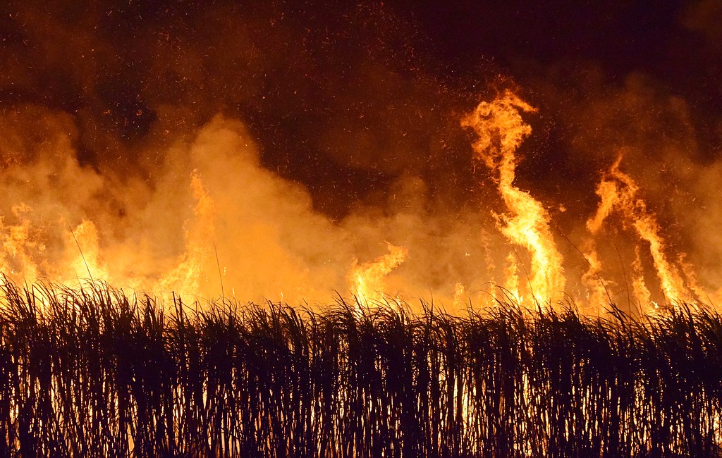 Burning Sugar Cane Michael Bradley Flickr