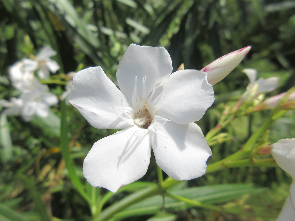 MAURITIUS PLANTS N Flickr