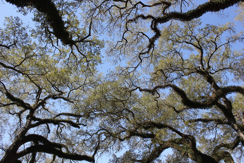 Oakland Plantation, Natchez, LA Nicolas Henderson Flickr