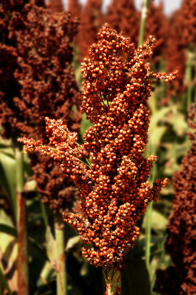 Grain Grain in southeast Arkansas. (U of A… Flickr