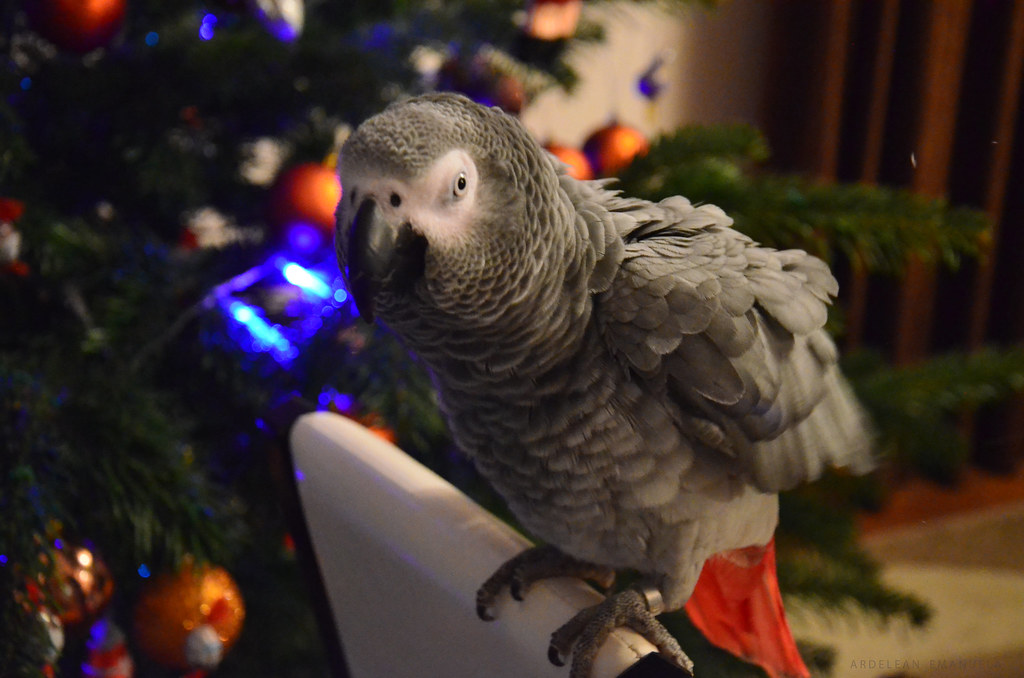 DSC_0028.jpg Emanuela Ardelean Flickr