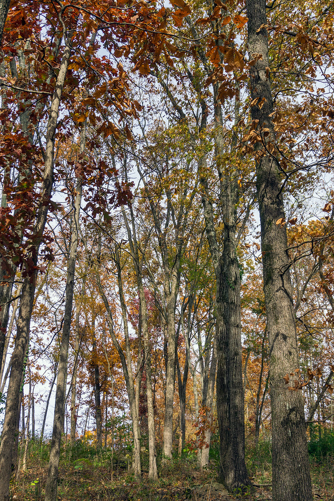 Autumn Colors Almost Gone In a patch of woods in Madison, … Flickr