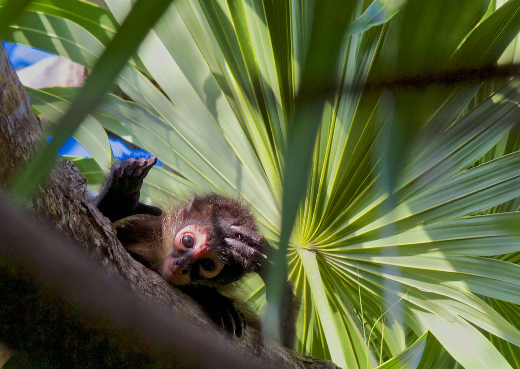 Head Scratcher Baby Spider Monkey This Baby I call … Flickr