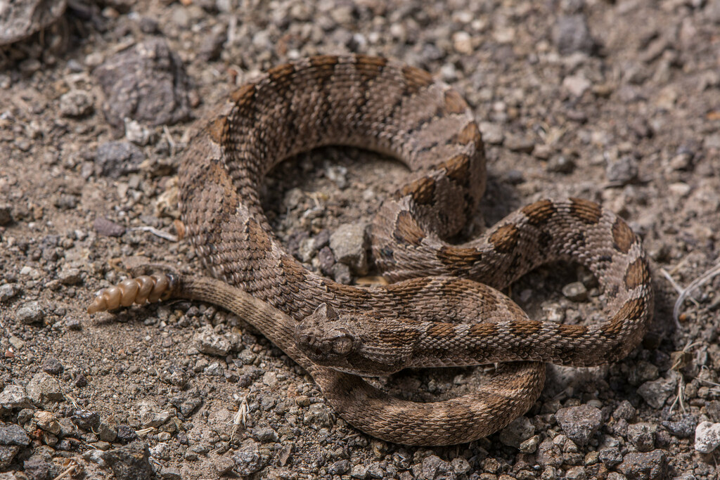 Lower California Rattlesnake Lower California Rattlesnake … Flickr