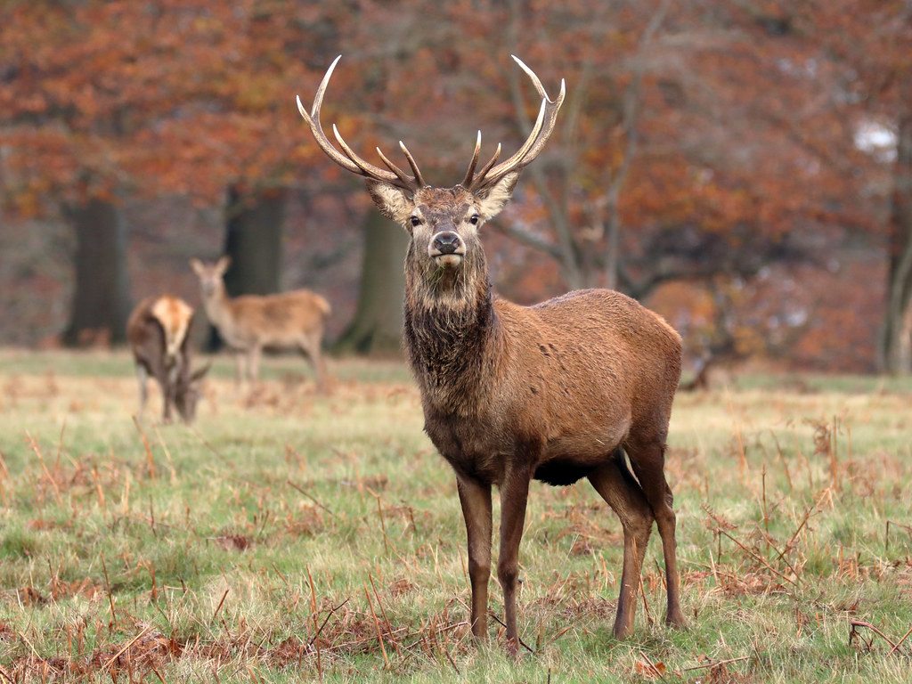 Stag Definition, Meaning & Synonyms Vocabulary.com