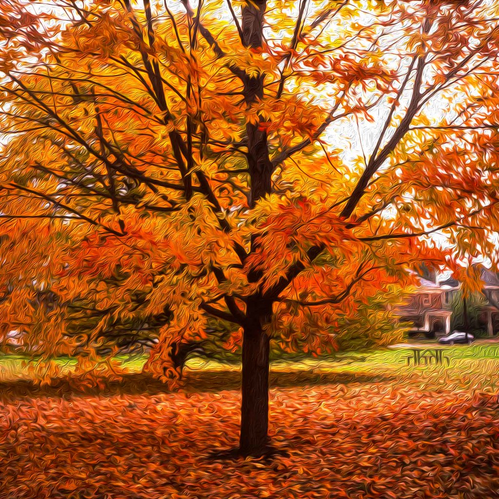 Bell Tree Bell House Estate, Lexington, KY. Yashica12, Fu… Flickr